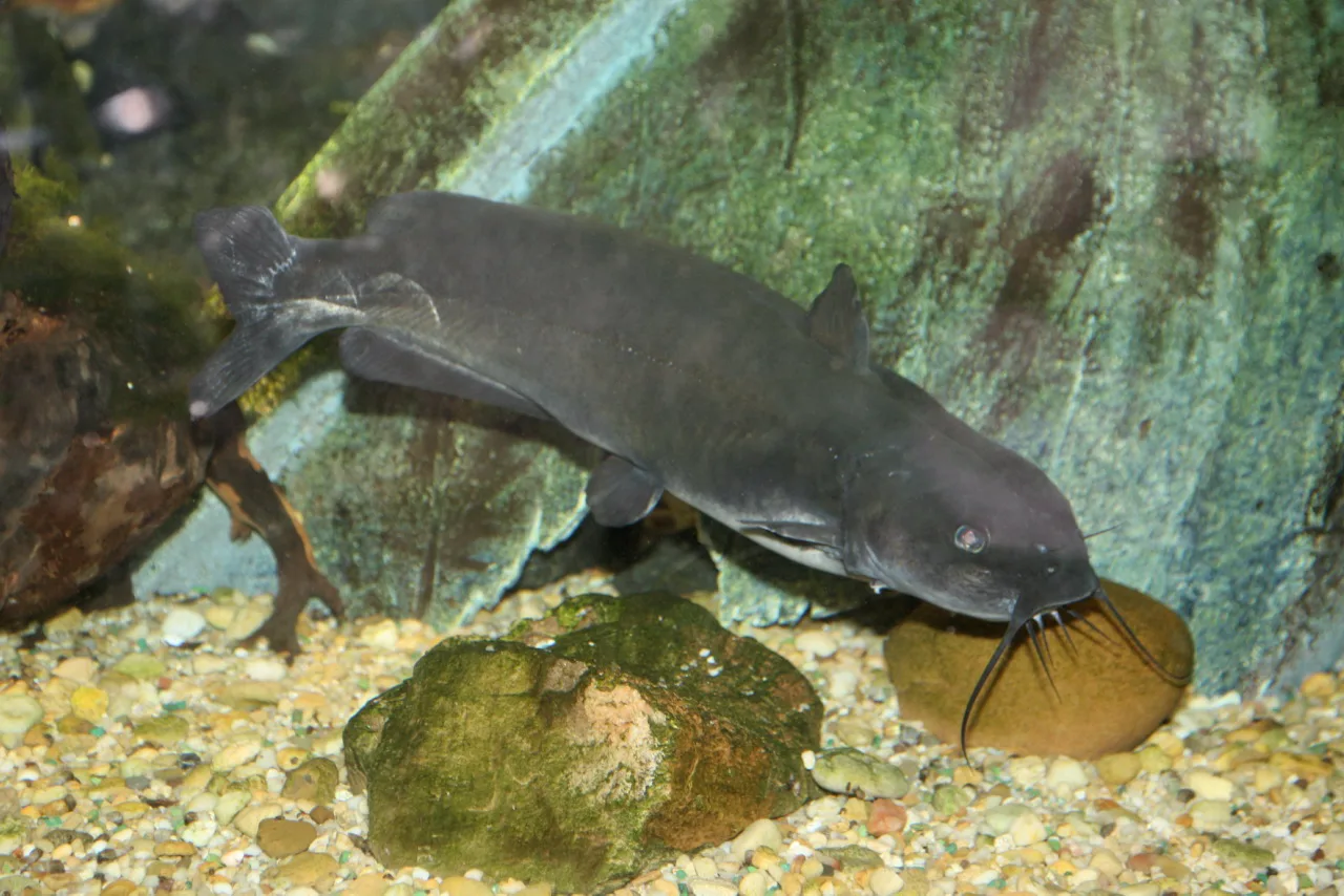 Catfish Farming Equipment