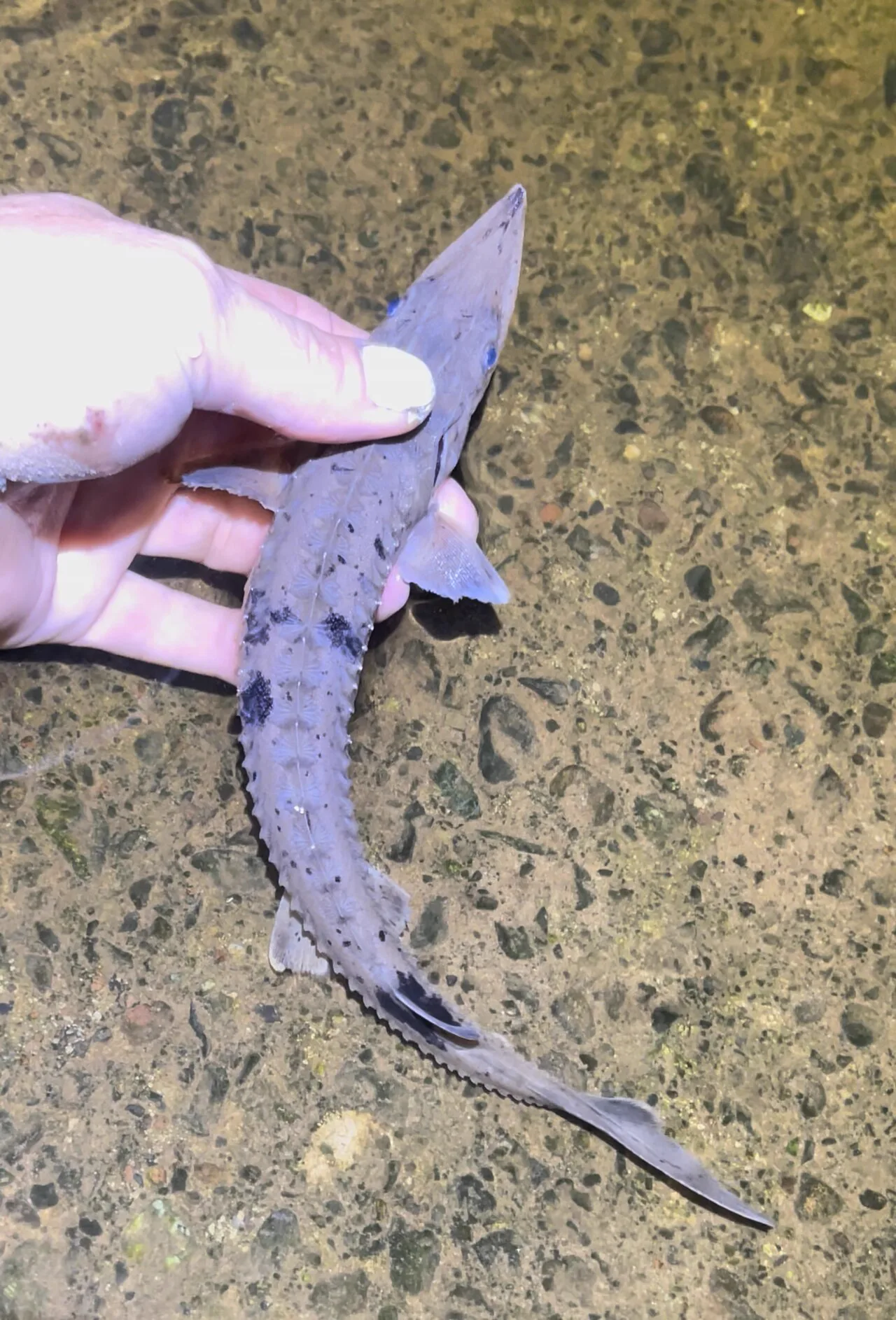 Sturgeon Farming Equipment for RAS