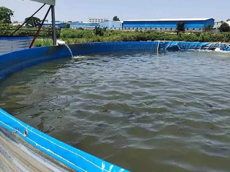 Biofloc tilapia tank export to japfa group