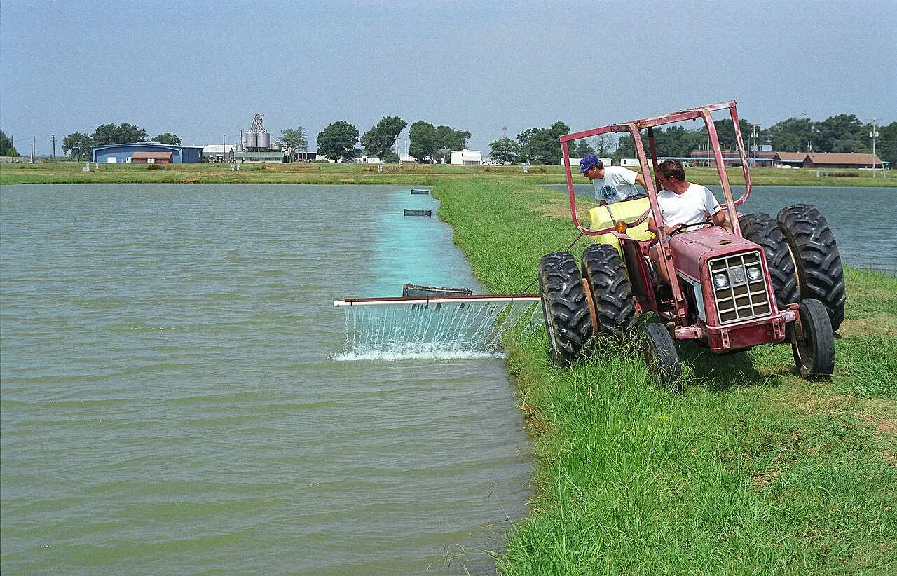 Catfish Farming: Common Diseases & the Management Mistakes Behind Them