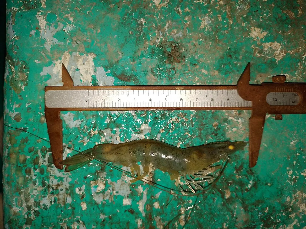 EHP in Shrimp (Enterocytozoon hepatopenaei): The Slow-Growth Disease