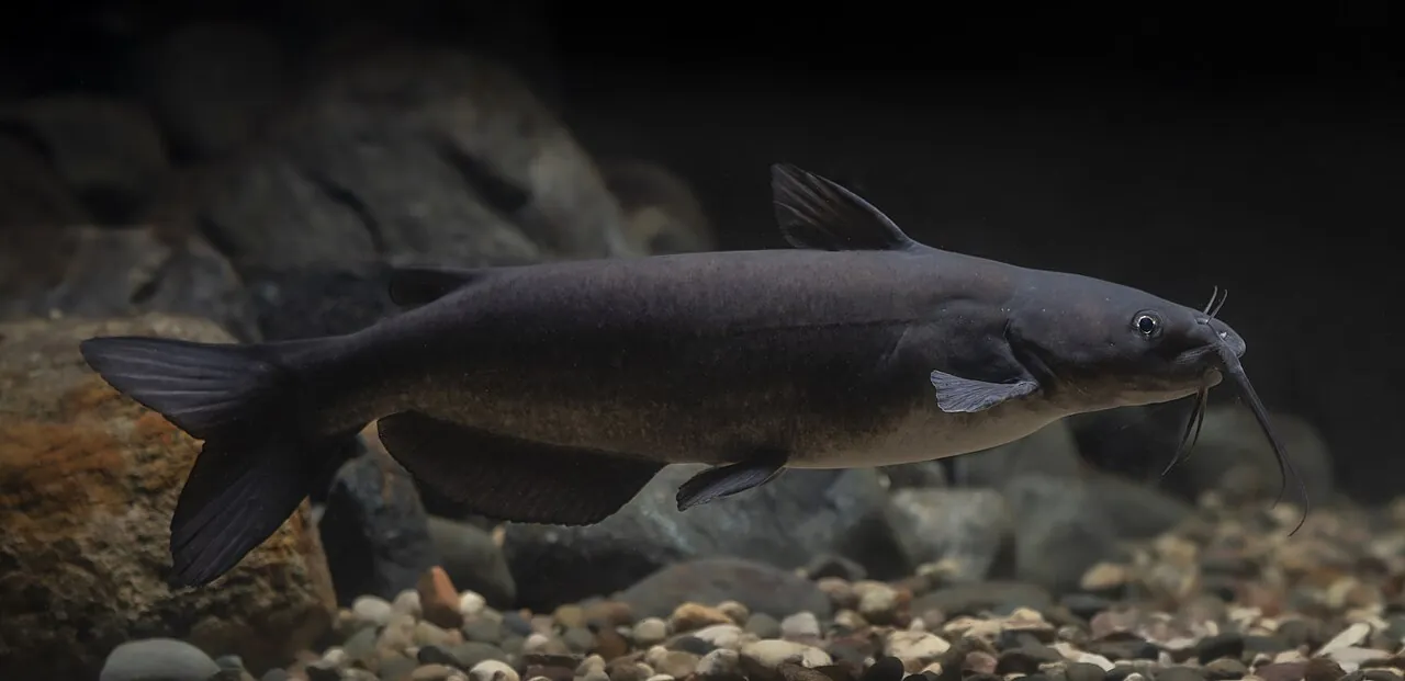 Enteric Septicemia of Catfish (ESC): Symptoms & Control