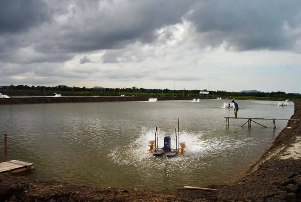 Shrimp Farming Mistakes & a Biosecurity Guide That Works