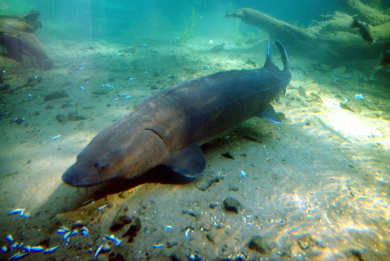 Bacterial & Fungal Diseases in Sturgeon: Symptoms & Control