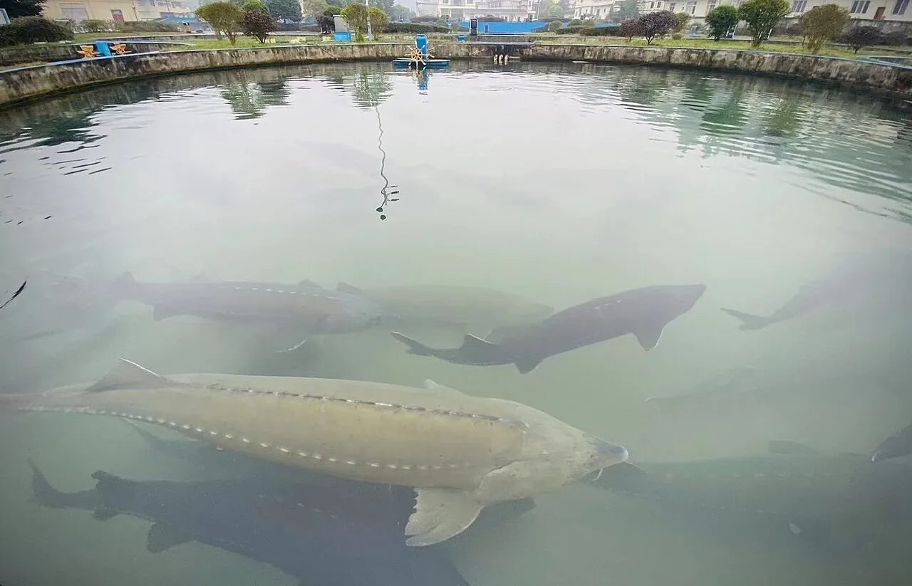 Sturgeon RAS Farming: Common Mistakes & Disease Prevention
