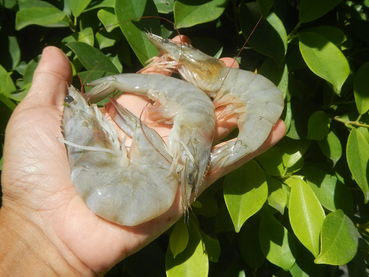 Vibriosis in Shrimp: Red Body, Luminous Disease & How to Control It