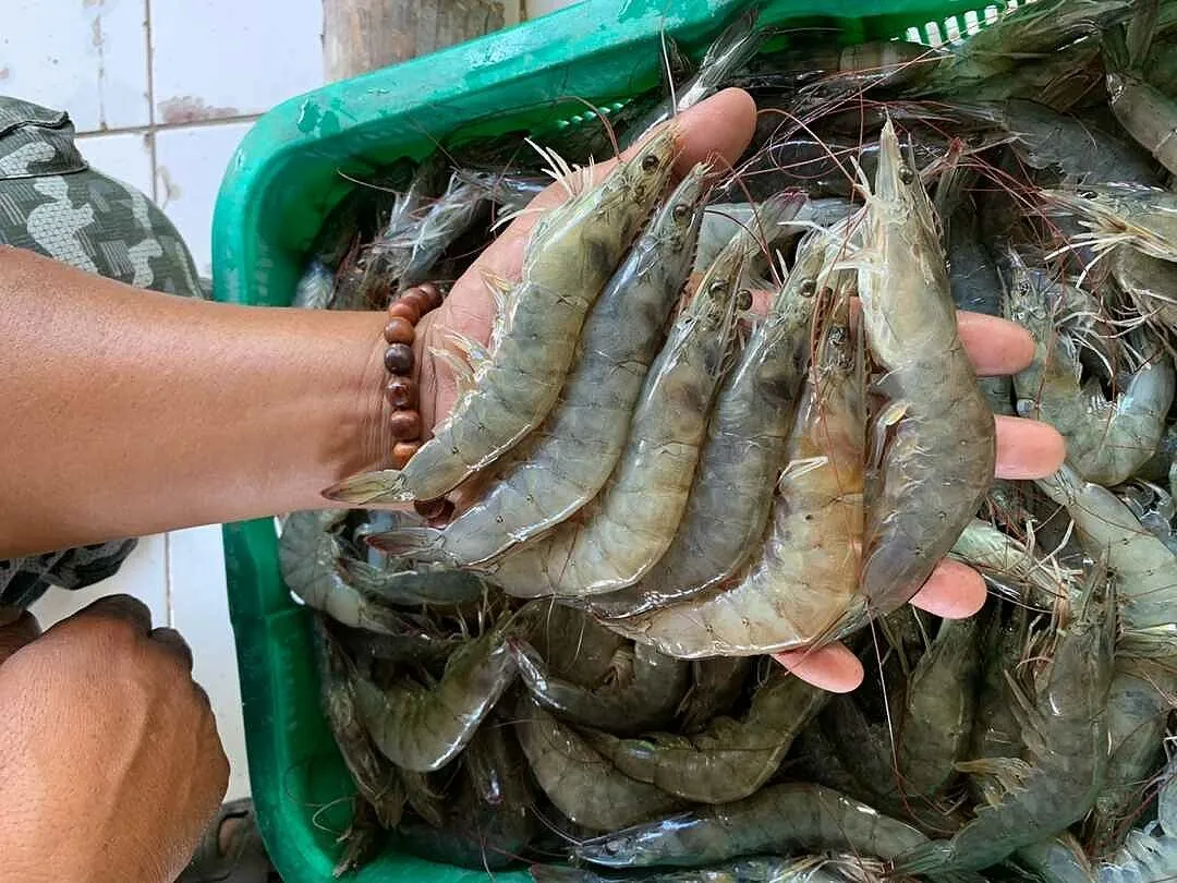 Shrimp