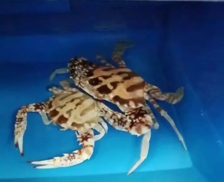 Crab house
