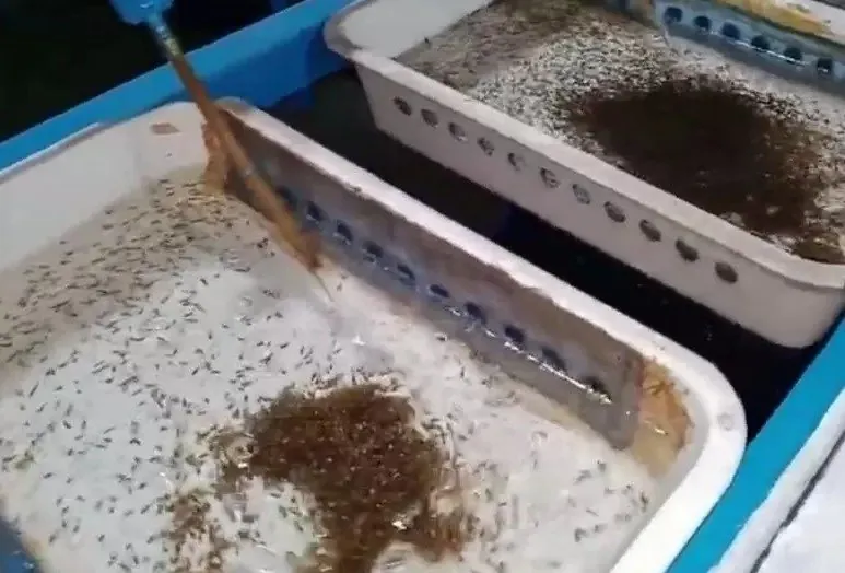 Fish egg hatchery incubator