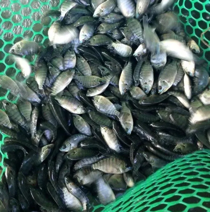 Fish egg hatchery incubator