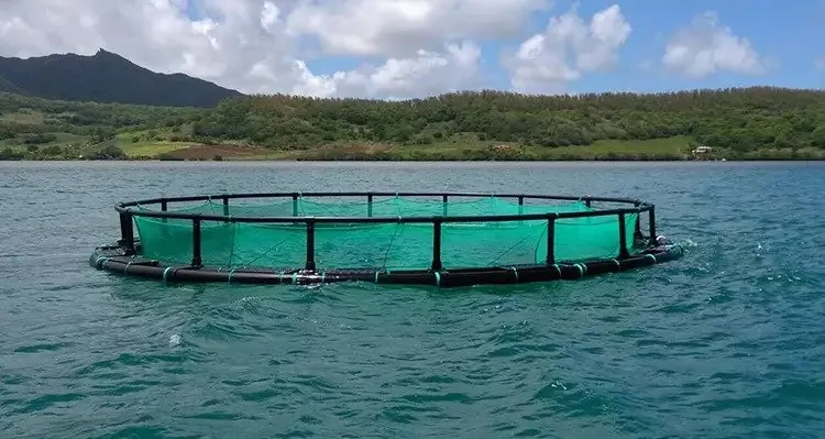 Float cage