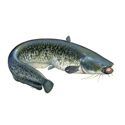Catfish biofloc