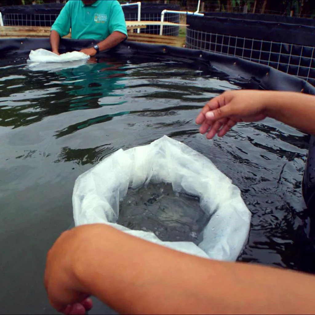 HDPE biofloc tank for intensive catfish farming