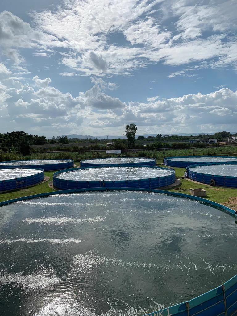 Round biofloc fish tanks running with aeration at a customer farm