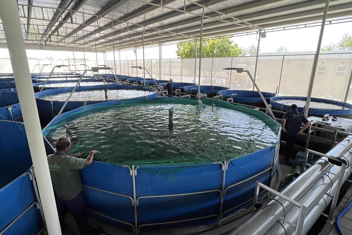 Recirculating aquaculture system RAS for indoor sturgeon farming